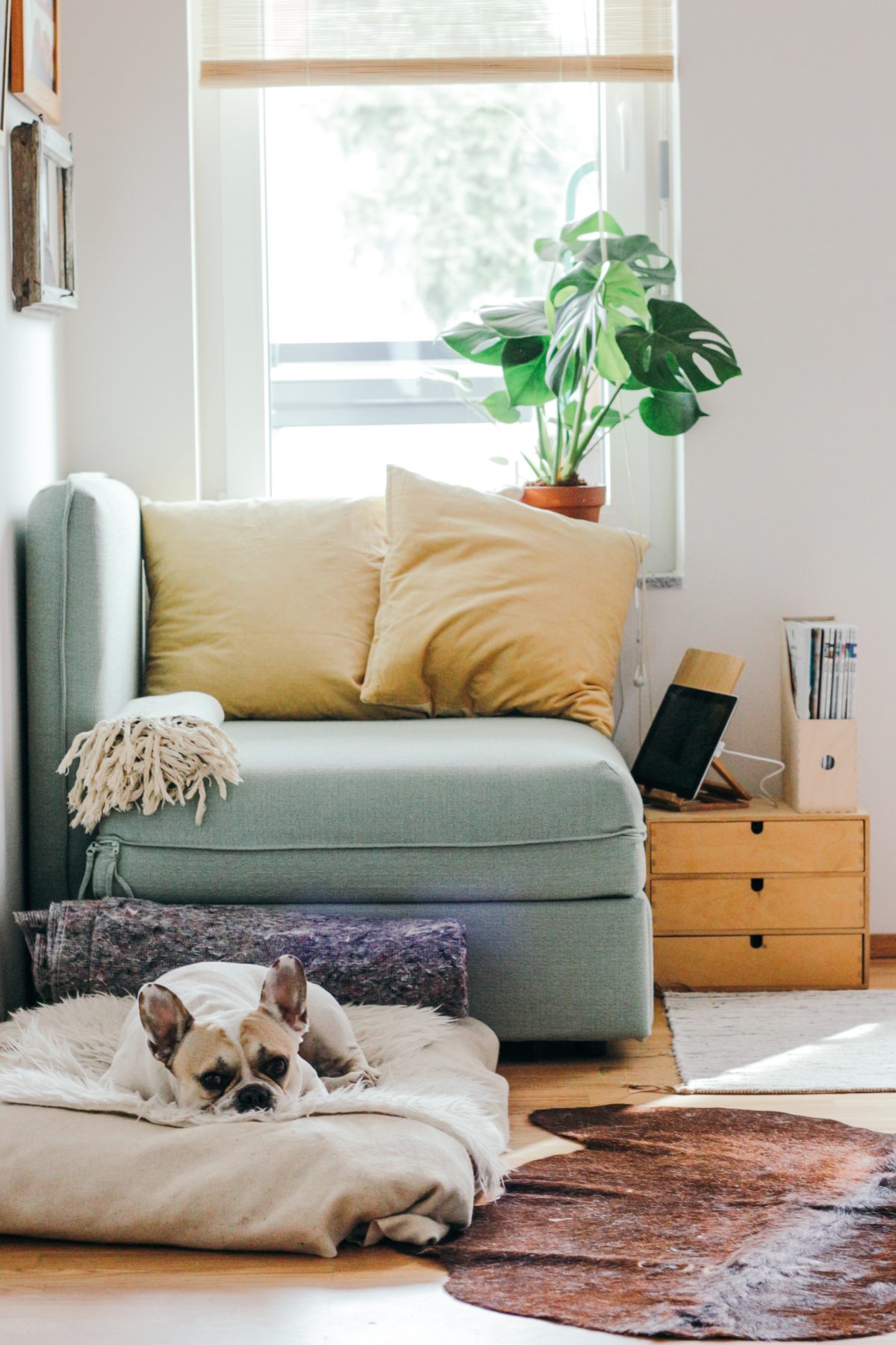 Beneficios plantas hogar